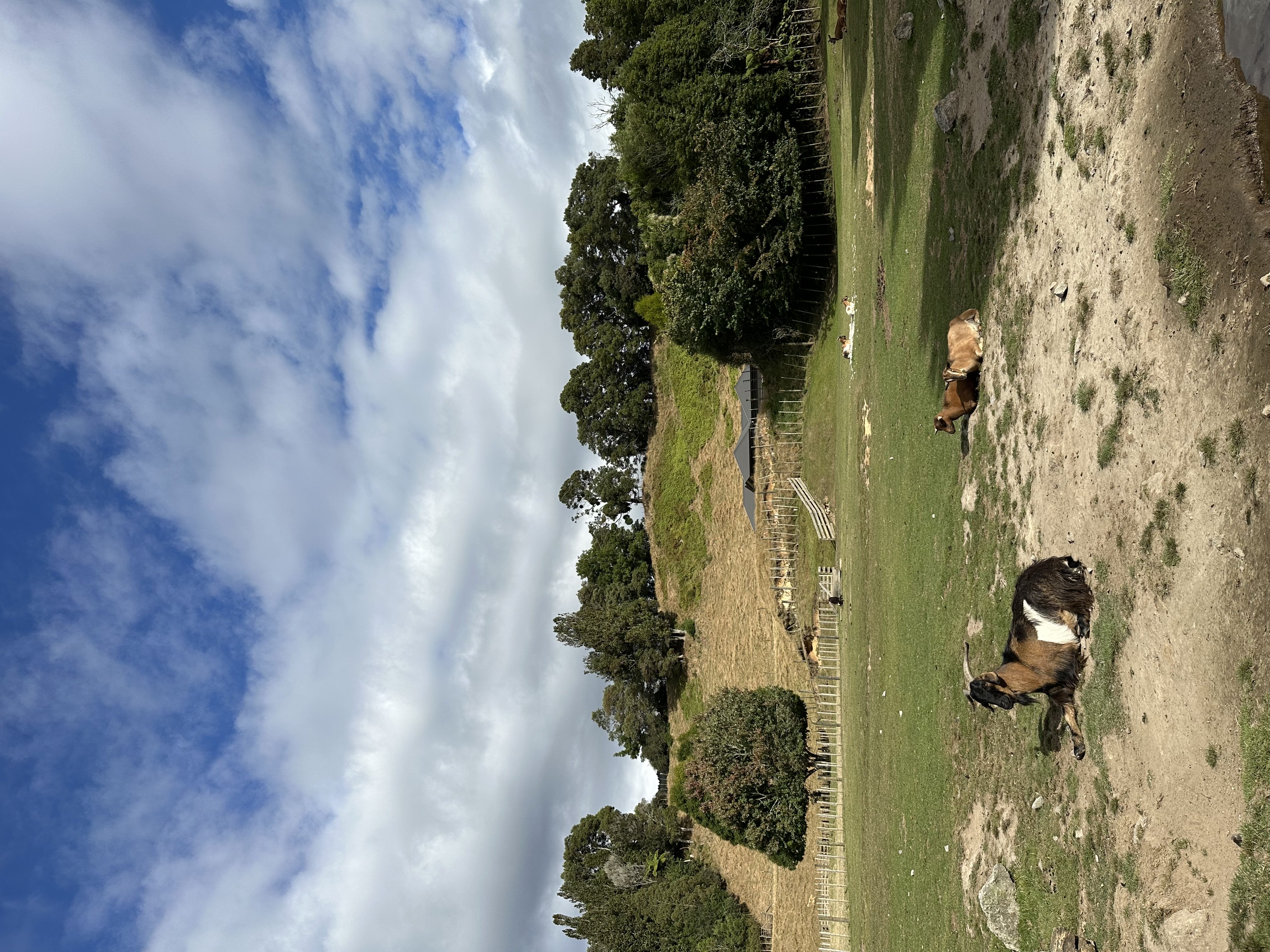 Goats resting hillside in Paradise Valley Springs Wildlife Park. 