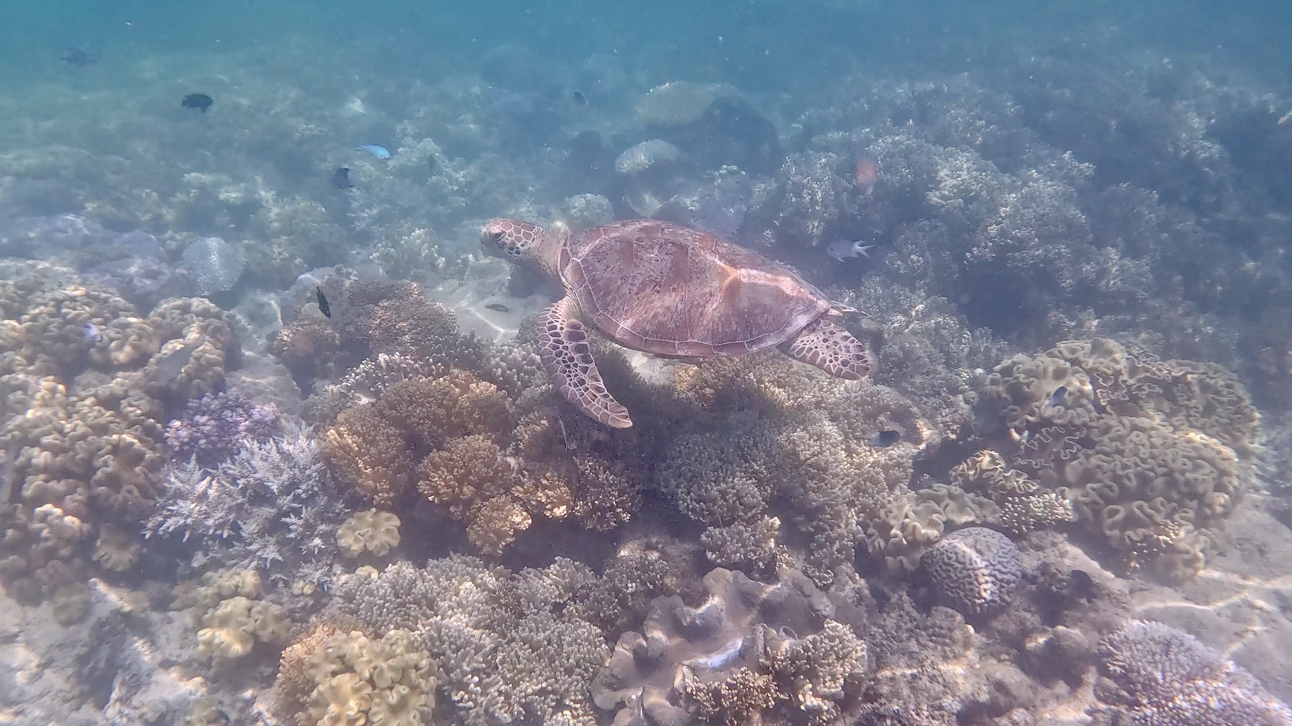 A sea turtle passing through the Great Barrier Reef. 