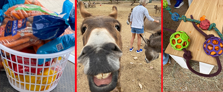 Scenes from the Peaceful Valley Donkey Rescue