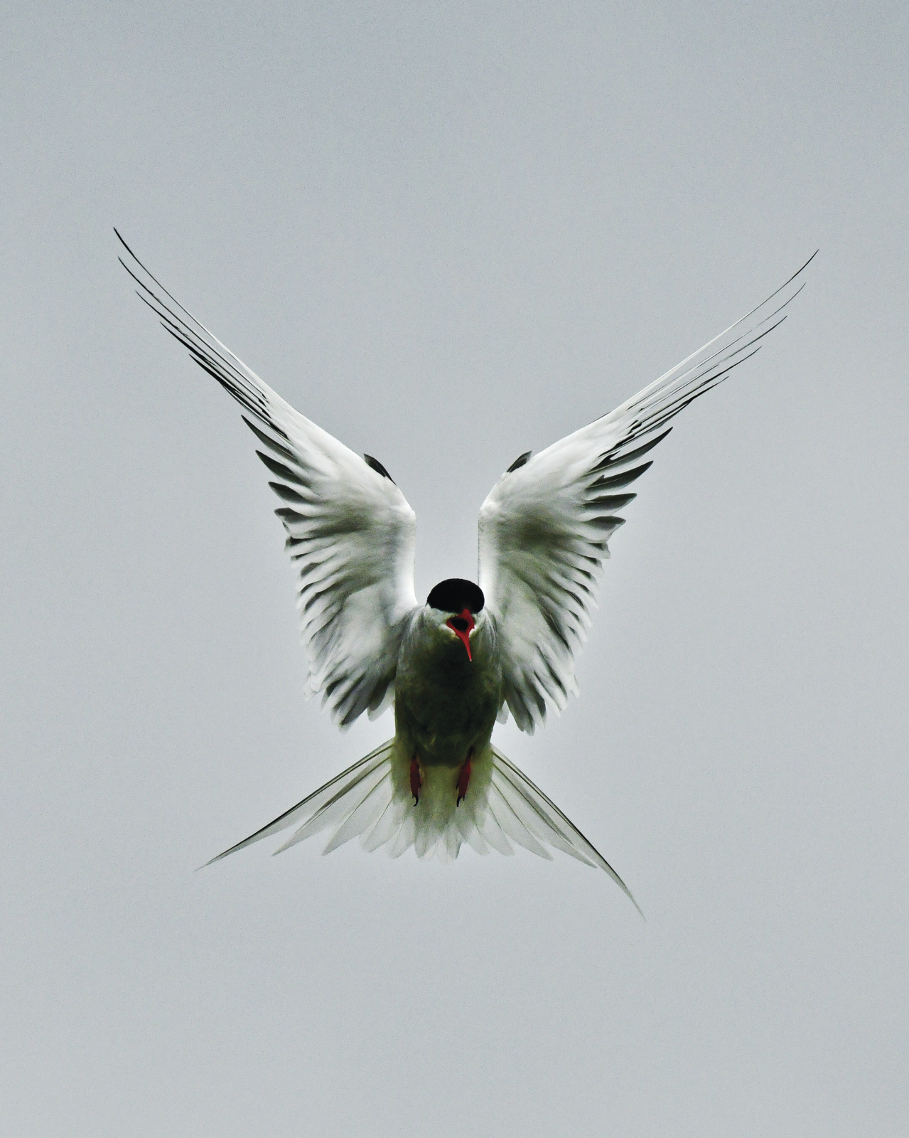 Arctic-Tern-UT-2