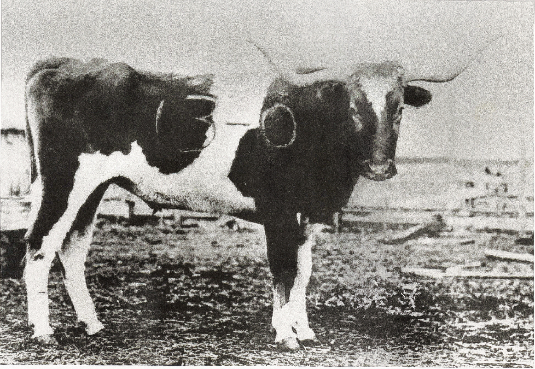 Bevo1-rev1-flat-Web-1