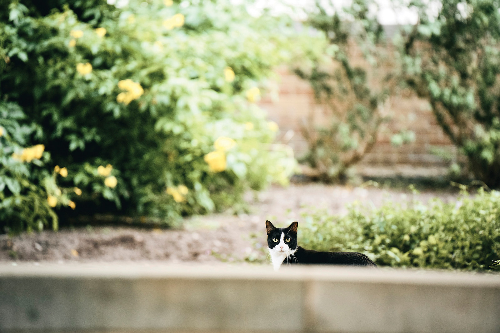 Campus-Cats-ALC-10252022_MWS0108-proof