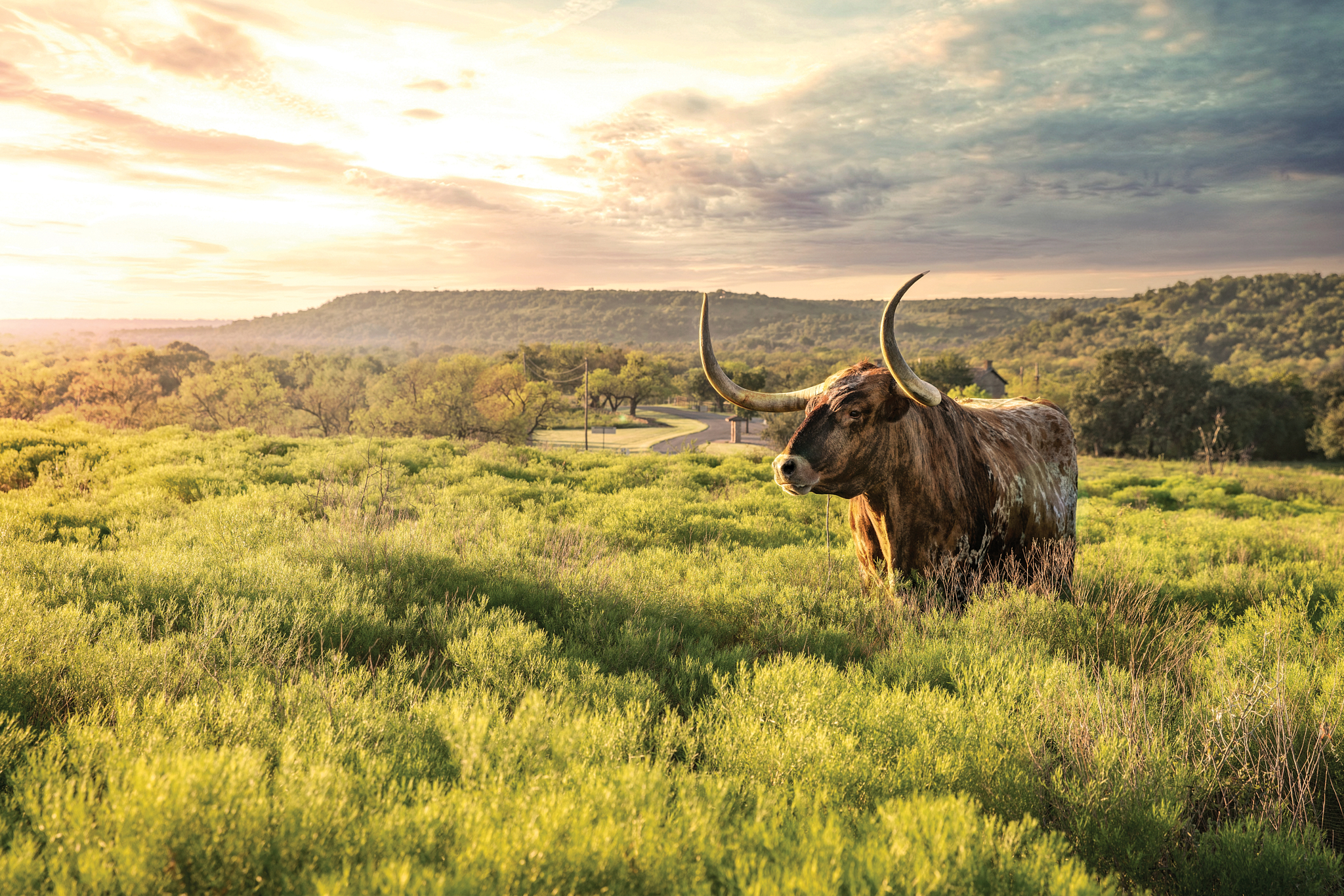 FortGriffin_MorningLonghorn-Web-1