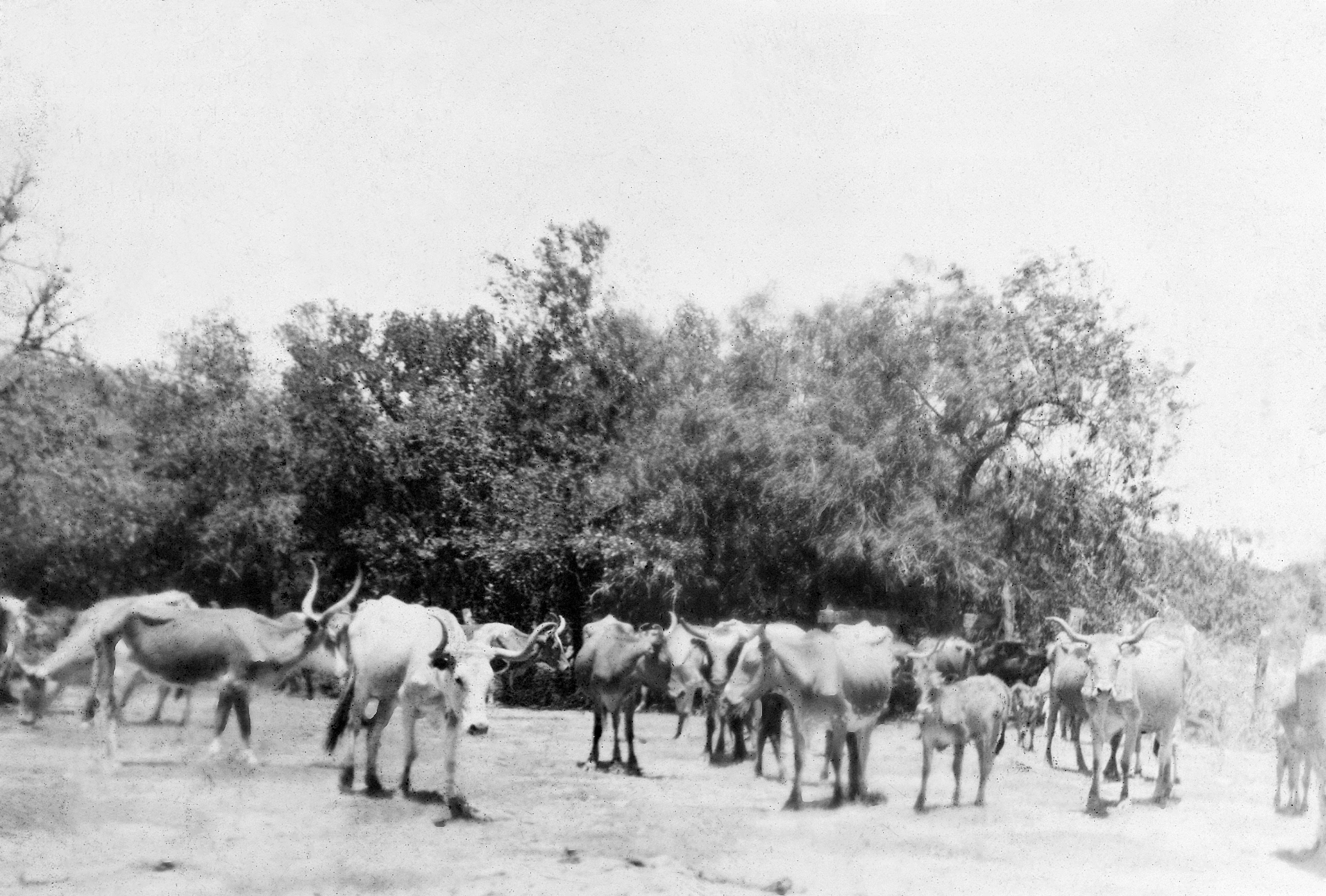 Herd-of-Longhorns-Monte-Christo-Texas-1910-Web-1