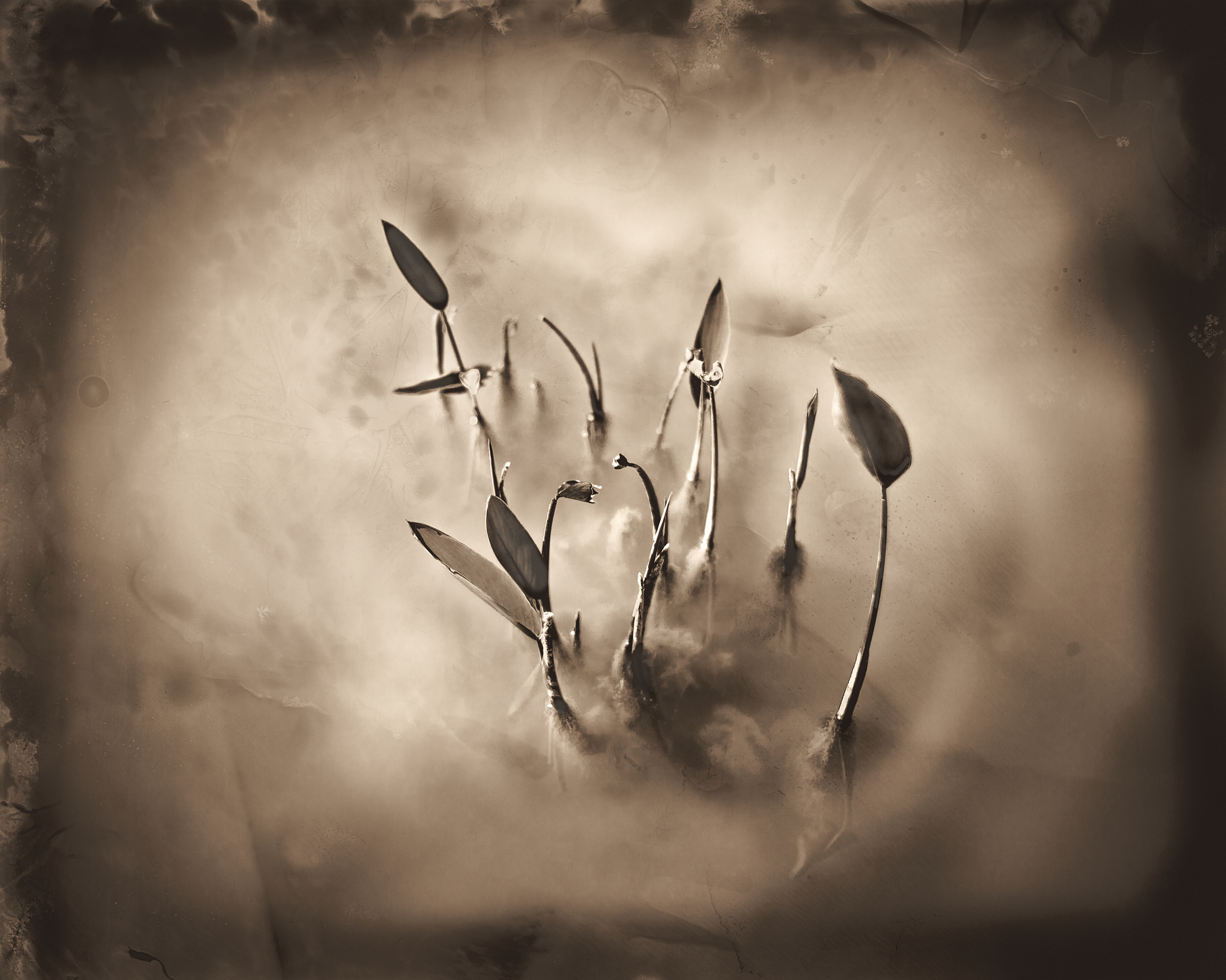 POND-LIFE_2017-web