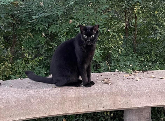 srdcat23b