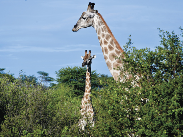 A mother and baby giraffe at Hwange National Park 