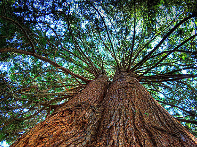 Texas Scientists Grow the Tree of Life