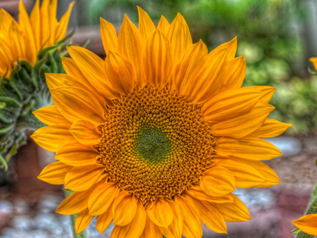 From Sunflowers to a Scholarship