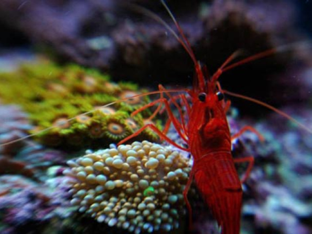 Is 'Coral Safe' the New Organic of the Sea?