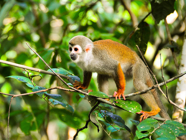UT Scientists Call Imperiled Ecuadorian Region the Hemisphere's Most Biodiverse