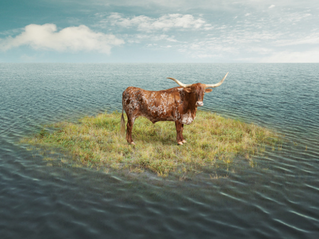 Ford_Alcalde_Longhorn_Flat_CMYK