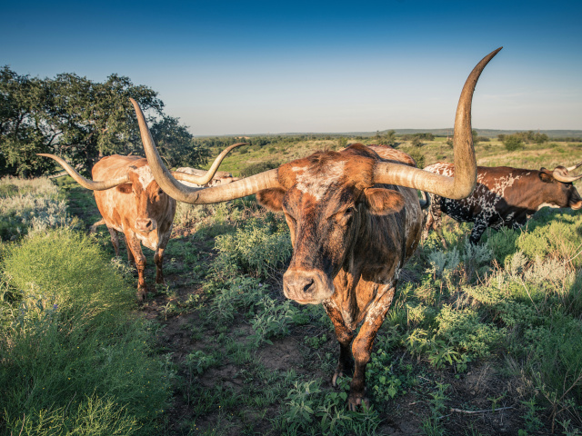 Fort-Griffin_Longhorns_8-25-16_01-rev1-flat-Web-1