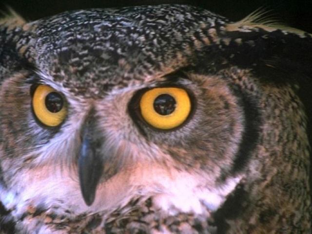 The Tower Is Not Like an Owl: UT Myths, Debunked