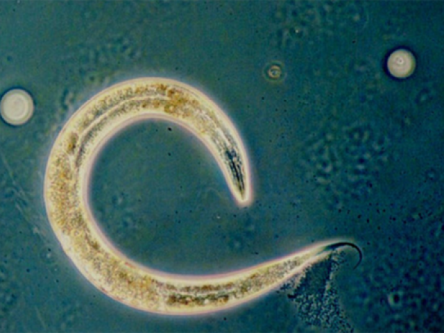 UT Scientists Open Can of Worms on Animal Magnetic Field Detection