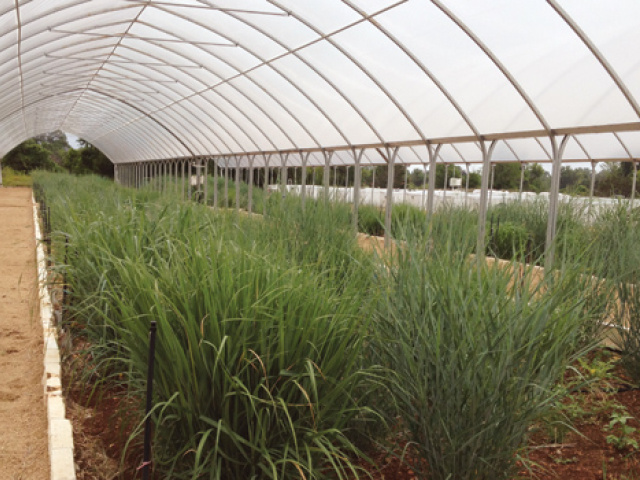 Forty Acres Field Guide: Switchgrass