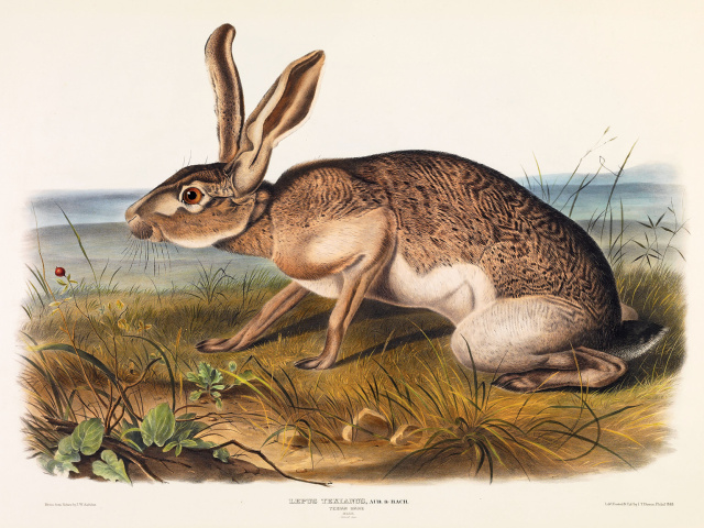 Texas-Lithographs5