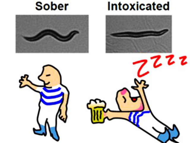 drunkwormsRESIZE