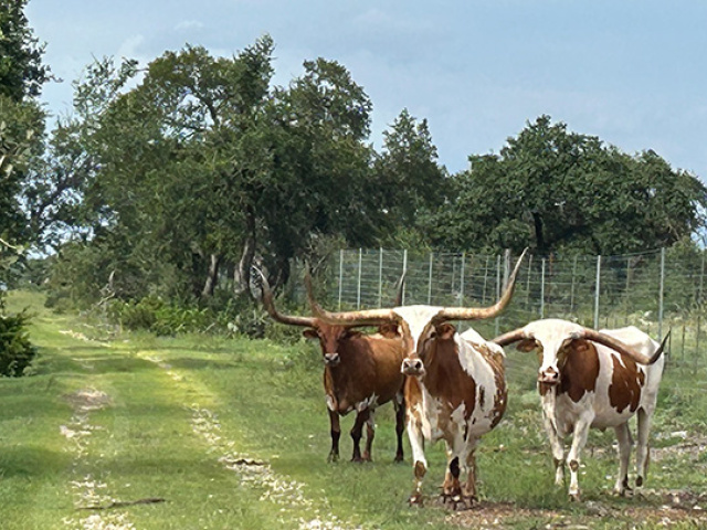 fmlonghorn92924b