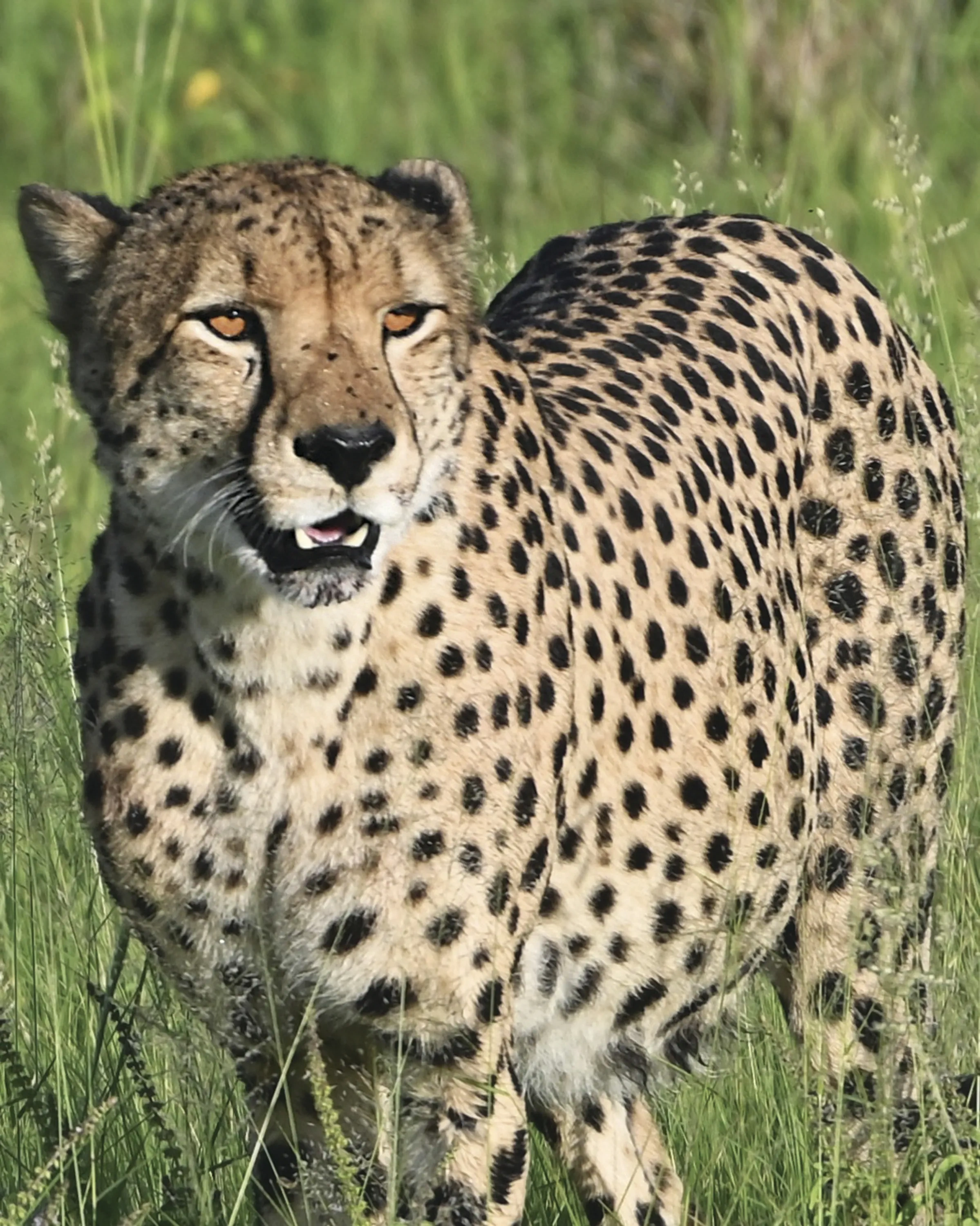 a leopard looks out 