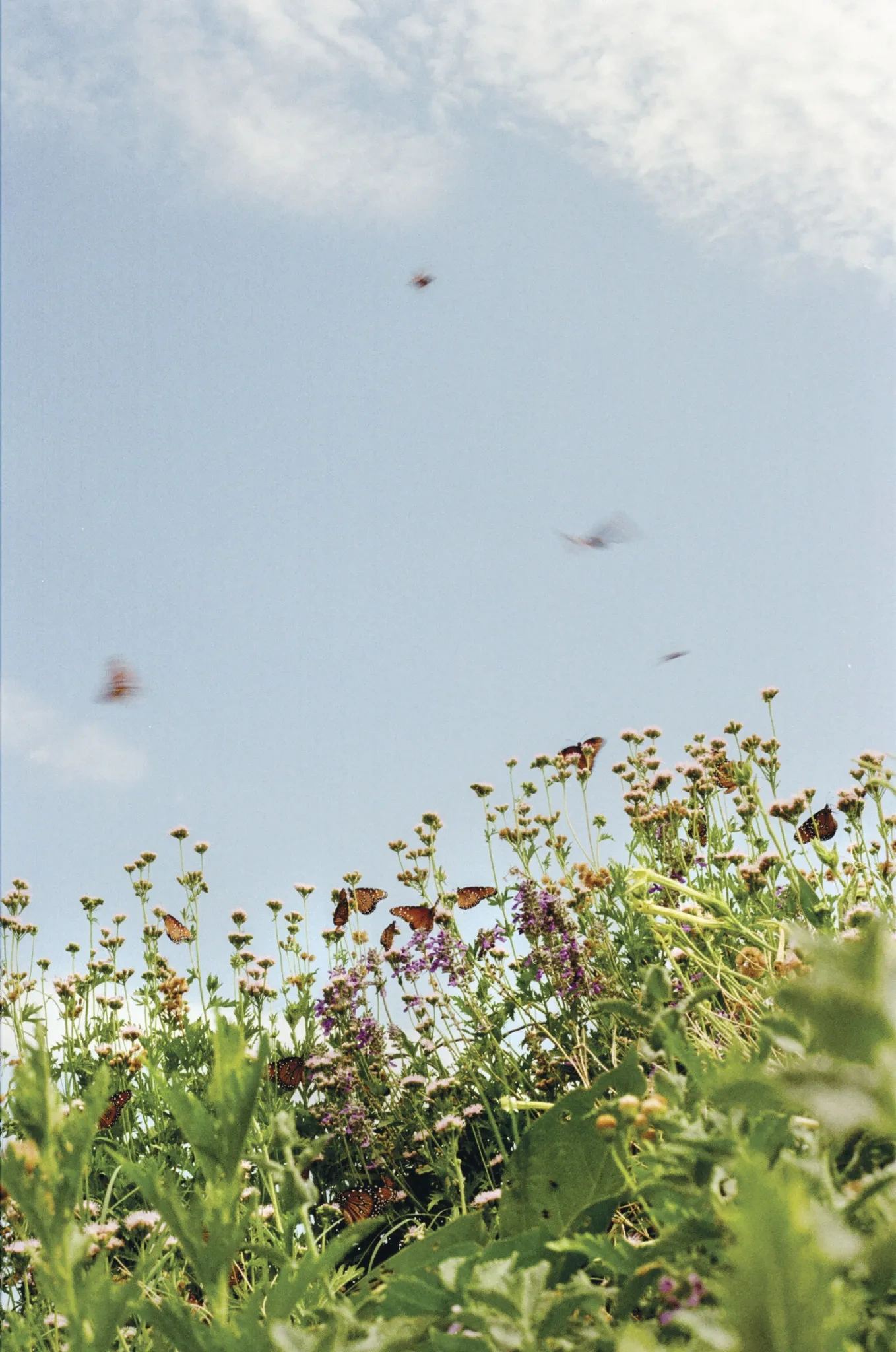 native plants attract butterflies