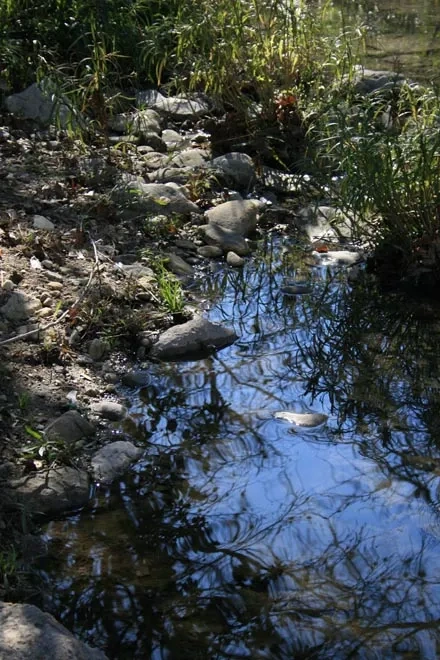 AlgaeIntotheField