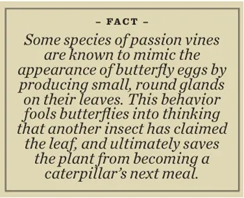 Butterfly Fact
