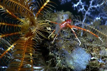 Crinoid
