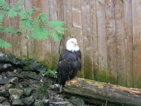 Eagle_Smaller
