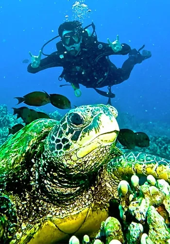FMturtlehorn