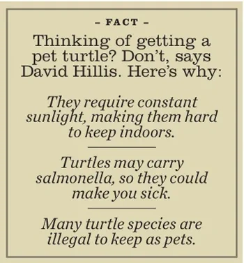 Turtle Fact