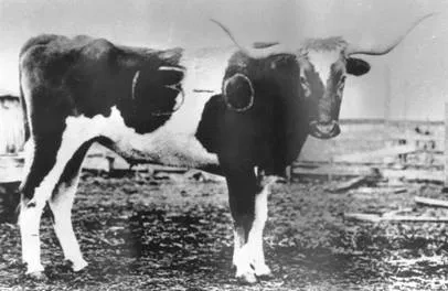 bevo