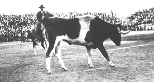bevo1