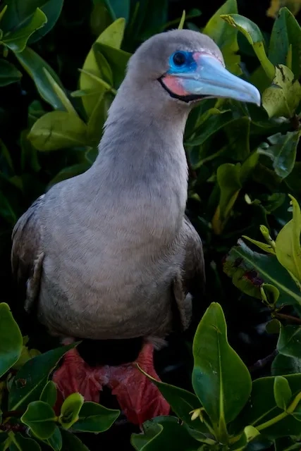 12. Nesting in the trees