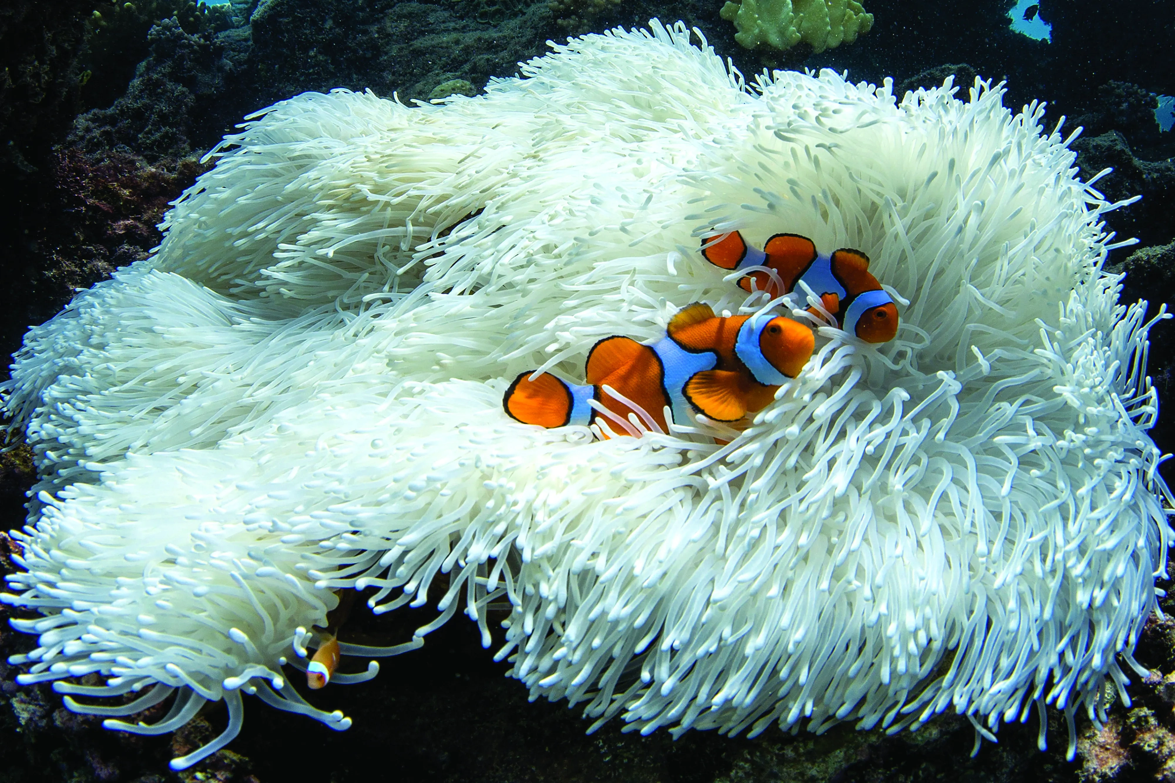Coral Bleaching - Amenone + Clownfish - Christophe Bailhache