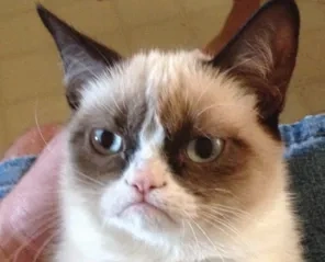 Grumpy Cat