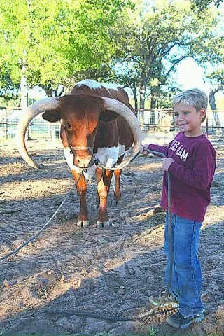 HornsDown