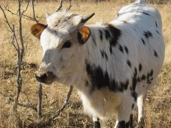 Longhorns4