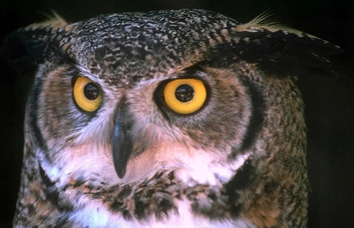 Owl_face
