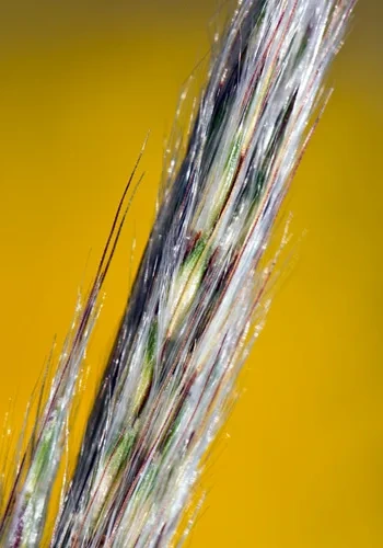 Silver Bluestem Seed Head by Maximilian Sunflower 1535