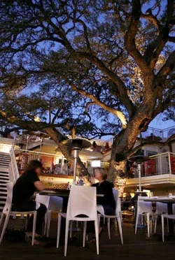 El Arbol