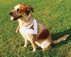 pets3