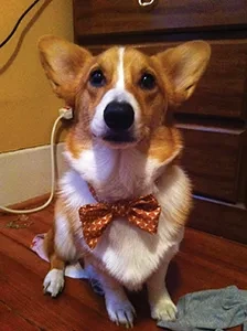 pets6