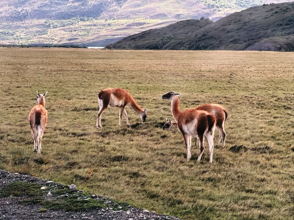 Llamas in Chile.