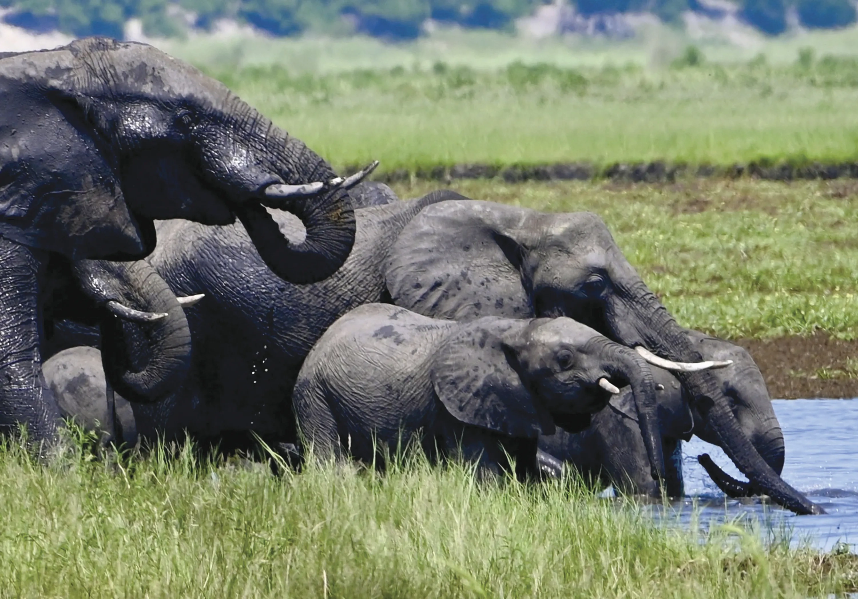 An elephant family quenches its thirst 