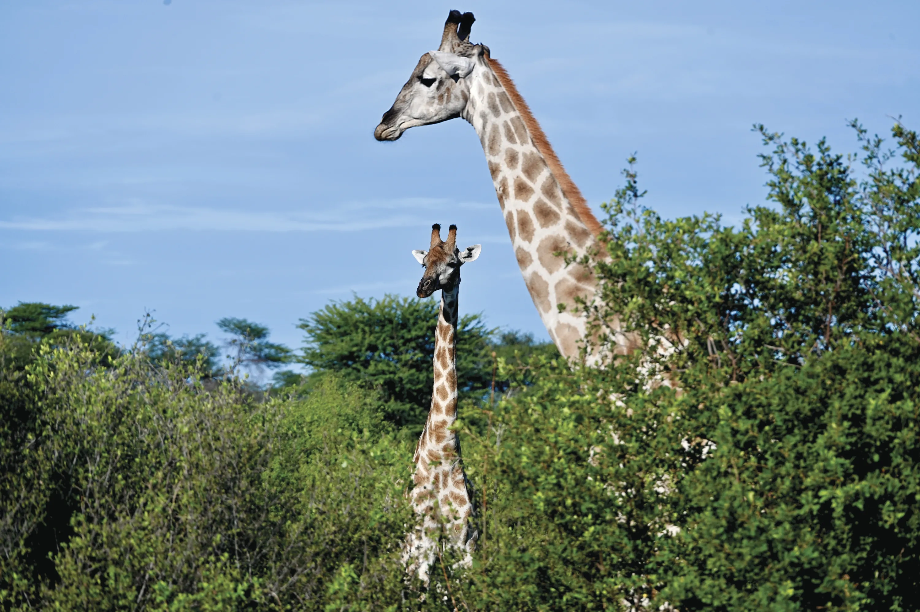 A mother and baby giraffe at Hwange National Park 