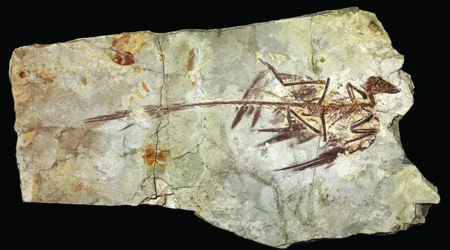 02microraptor-fossil2-sm