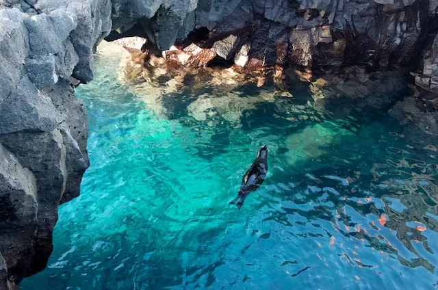 13. Sea Lion pool