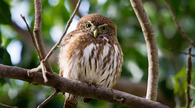 Shaking Up the Bird Family Tree