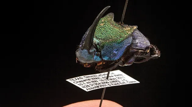 Phaeneus